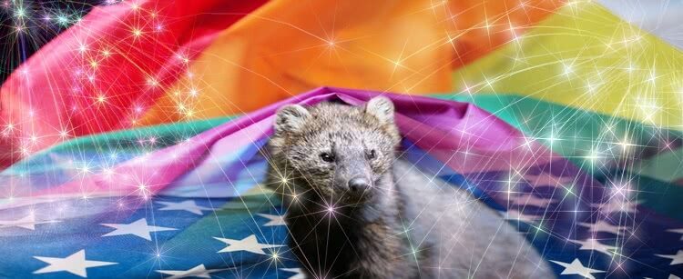 gay weasle 2 tinified 750x307 - The 4th Of July Dream (or Gay Weasels for Uncle Sam)